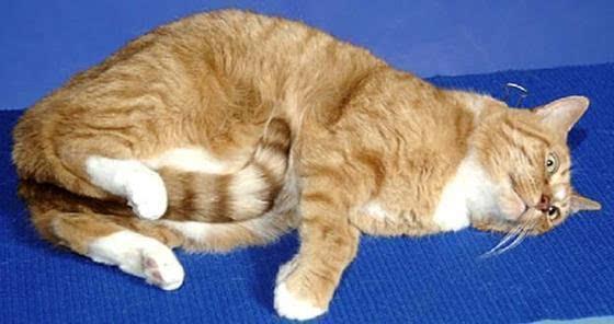 小猫呼吸急促心跳比较快是怎么回事