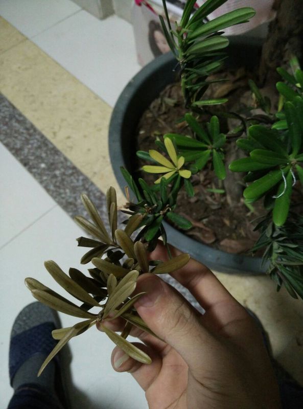 罗汉松叶子发黄干枯是什么原因导致～怎么医治
