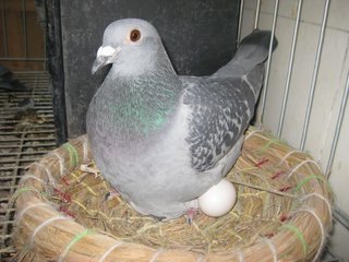鸽子换毛期不下蛋吗?