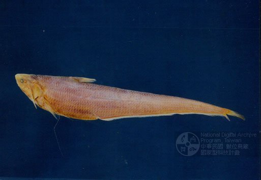 鳀科 engraulidae   鲚属 coilia    鱼类 下图为  凤鲚 coilia