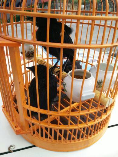 我这几只是什么鸟?是乌鸫吗?我养了有十多天