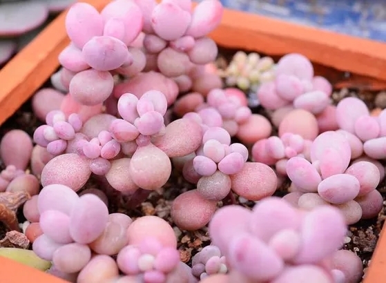 桃蛋怎么养才可以圆润