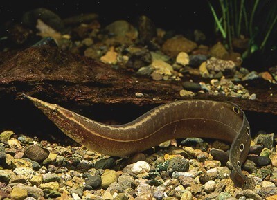 这是一种什么鱼