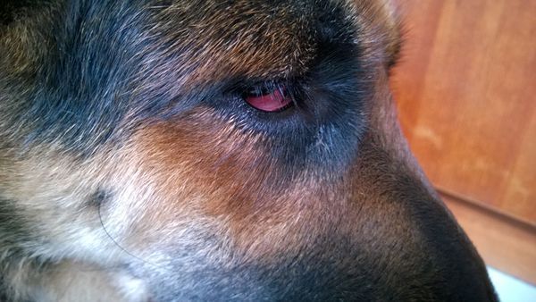 狗狗眼睛发红,眼皮有些肿是怎么回事? ~