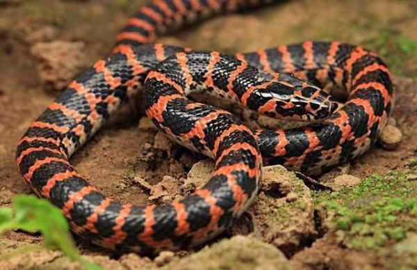 火蛇有毒吗