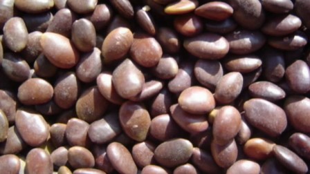 欧李种子(水文苗木)