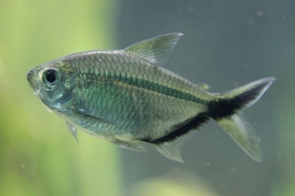 想知道黑尾大钩灯鱼 的简介,特点,养殖,繁殖知识,希望回答全面,像百度