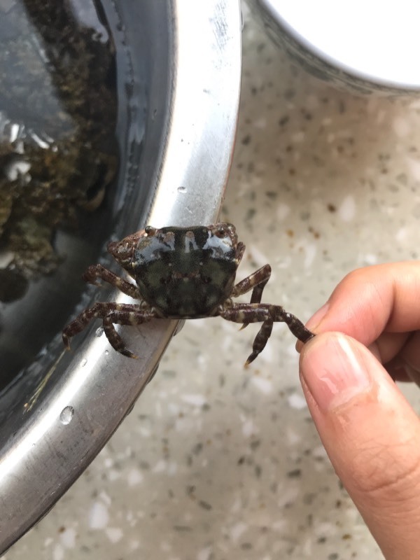 在海边抓的带花纹的小螃蟹,可以吃吗?