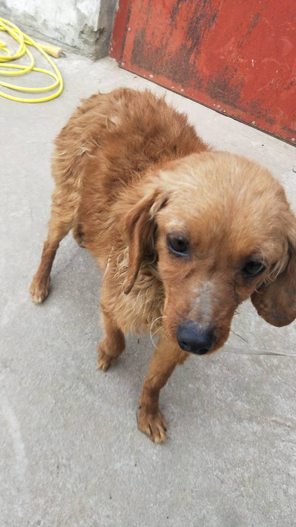 脸型尖尖的,毛微卷小型狗是什么品种