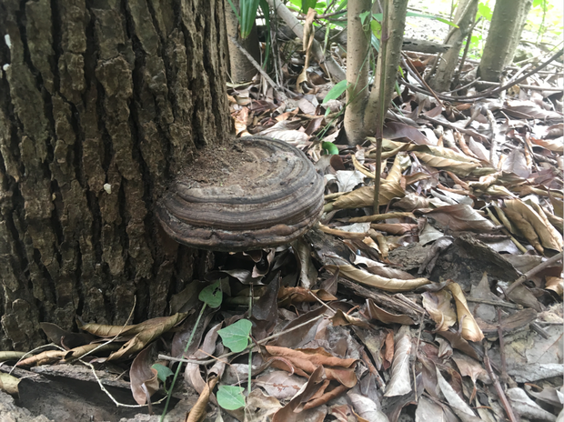 枯死杨树长的蘑菇图片图片