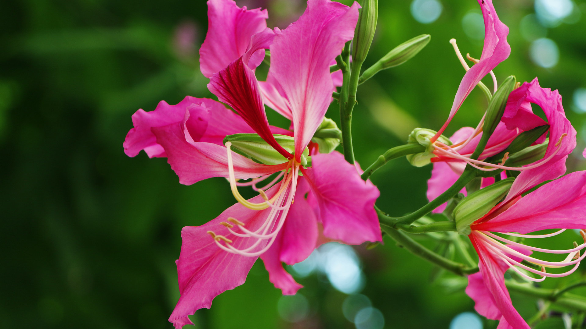 紫荆花花卉桌面壁纸[图7]