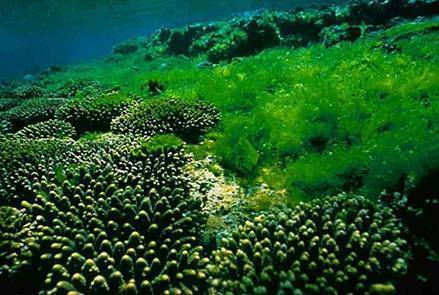 池塘水中的藻类植物图片