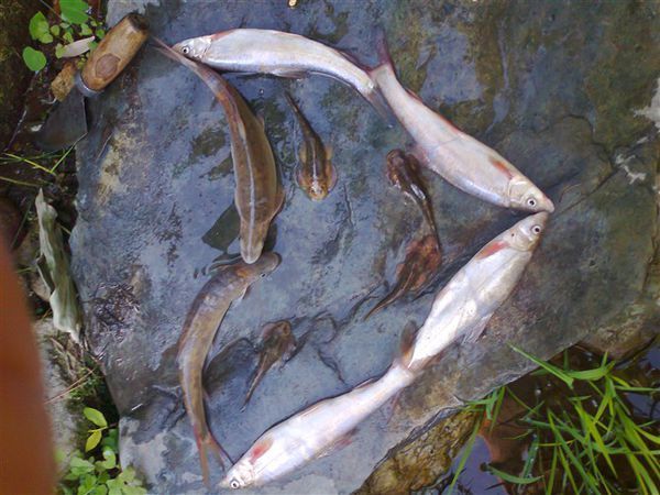 澜沧江的这种鱼学名是什么?