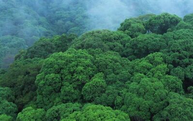 [图]格氏栲森林康养基地宣传片