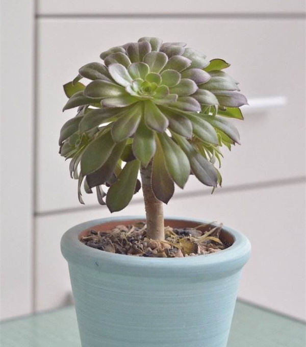 多肉植物法师怎么才能快速服盆?