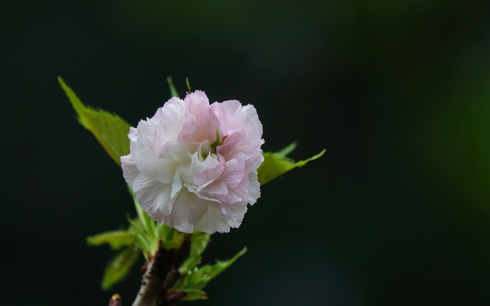 粉白色的樱花图片[图11]