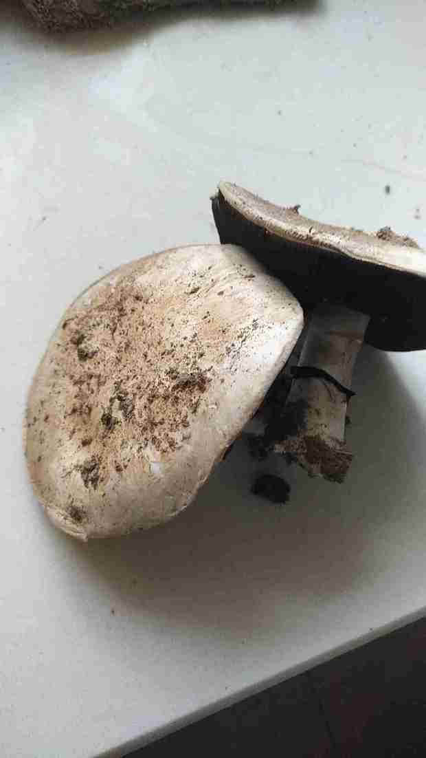 这种白顶黑底的蘑菇是什么蘑菇?