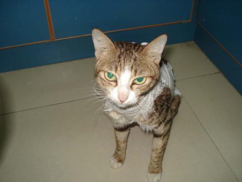 猫咪做绝育后要注意什么,母猫一般多久能恢复