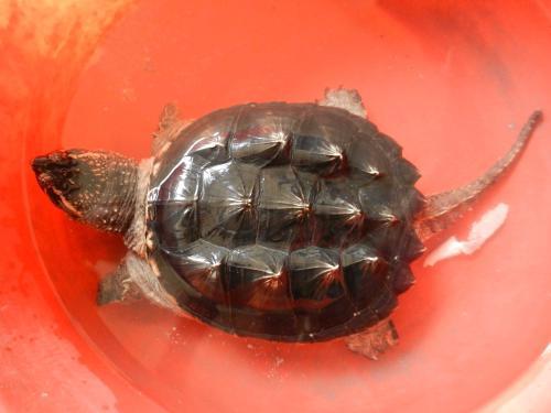 乌龟血泡酒喝有什么功效?