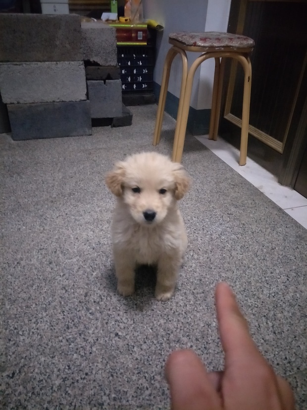 麻烦专业的朋友帮我看看这只是金毛吗