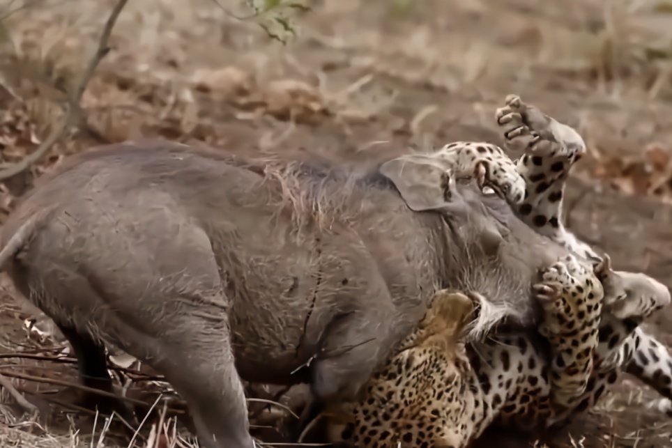 花豹狠狠咬住 野猪  野猪发出凄惨吼叫声,镜头拍下全过程