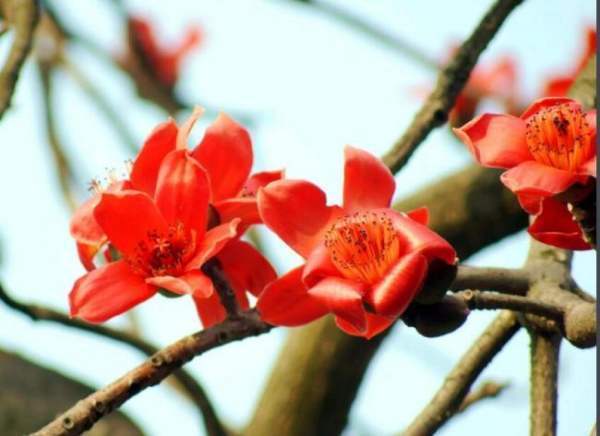 l. fu)是木兰科,玉兰属落叶乔木. 2,花不同 木棉花