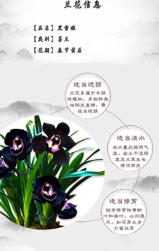 兰花黑雪姬香吗?