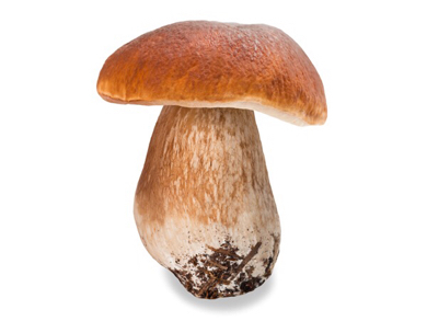 这是什么菌子,能吃吗?