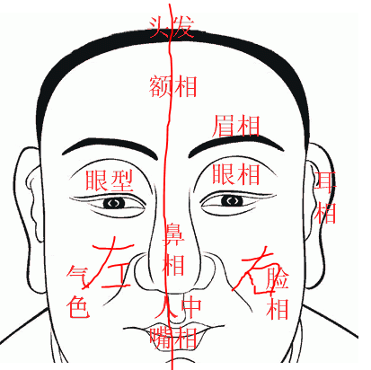 面相图怎么分左右啊