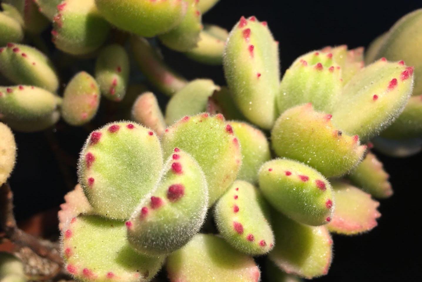 视频:多肉植物熊童子之白熊满盆的感觉太好了