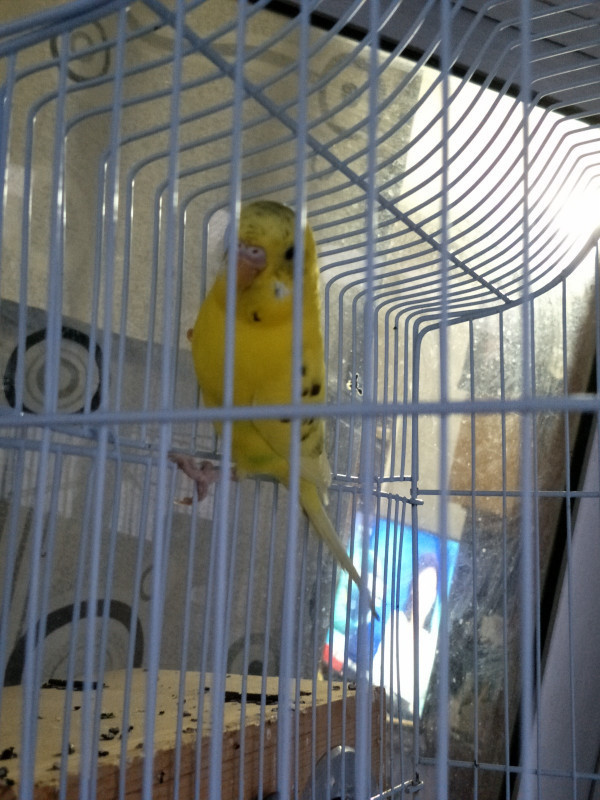 请问这只(云斑)虎皮鹦鹉是是公的还是母的!坐等高手!