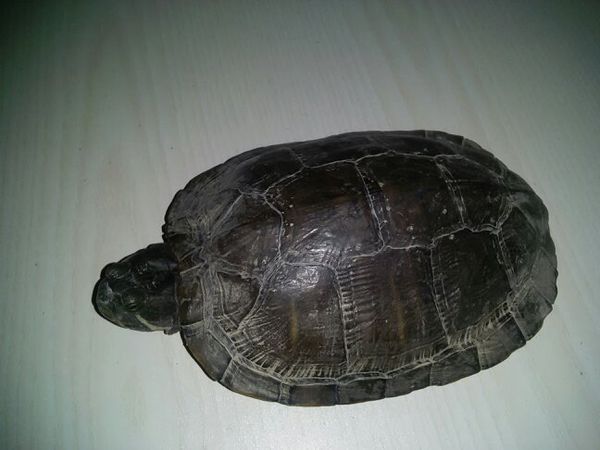 这是黑颈龟吗?能值几块钱黑颈龟