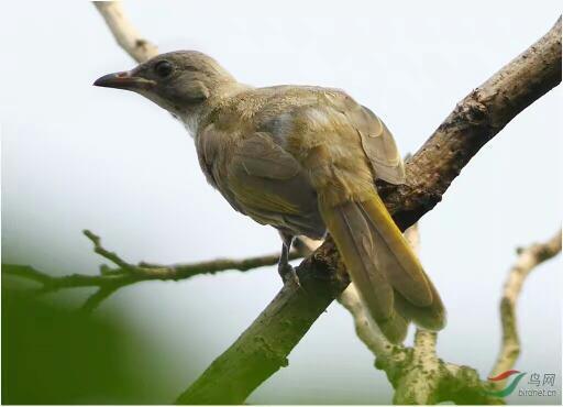鸟的祖先是恐龙?这两者间能扯的上?,你觉得它