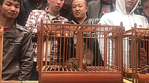贵州最凶的黄豆鸟打斗图片