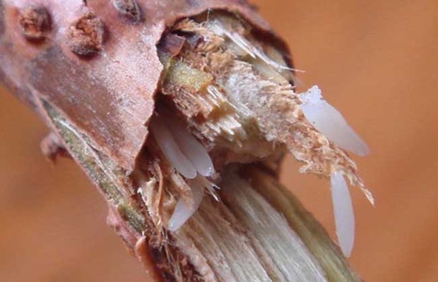 蝉一生的生长过程