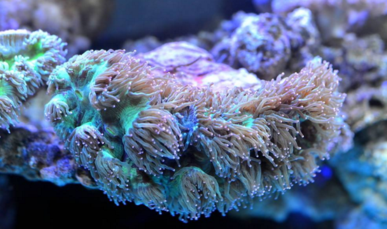 珊瑚虫是什么?