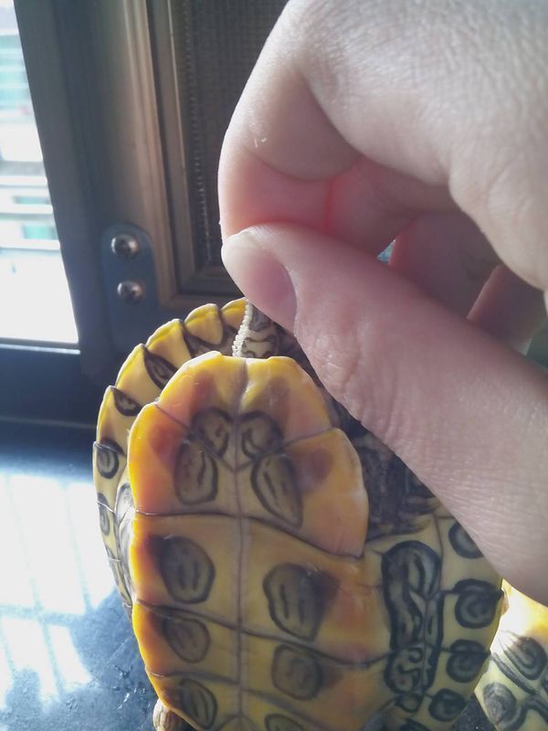 是什么性别?并说明理由。 有什么养龟的方法,