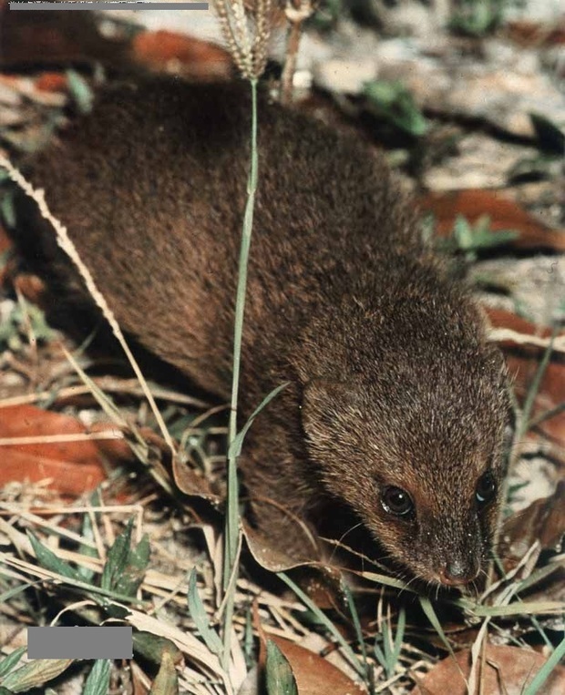广西说的獴鼠到底是什么