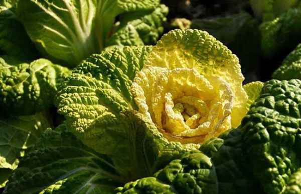 菊花心菜亩产多少斤?