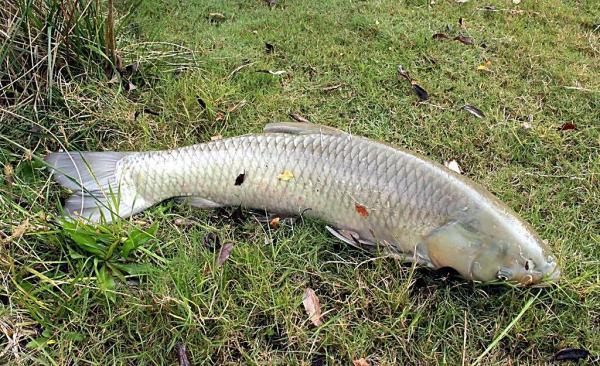草鱼的俗称有:鲩,鲩鱼,油鲩,草鲩,白鲩,草鱼,草根(东北),厚子鱼(鲁南)
