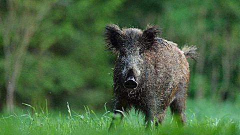 弓箭狩猎野猪, 一箭猎杀一头野猪收获丰盛