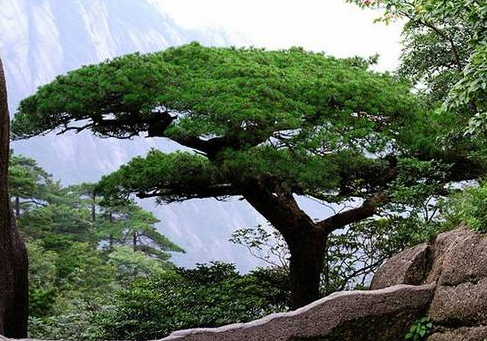 们研究发现寿命一般都在1200年以上,我国民间有"寿比南山松"的比喻,也