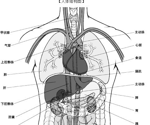 胸和肺部的位置图图片