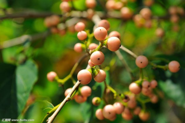 台湾产一种野生果子,其果核坚硬无比,可制作果酱,可