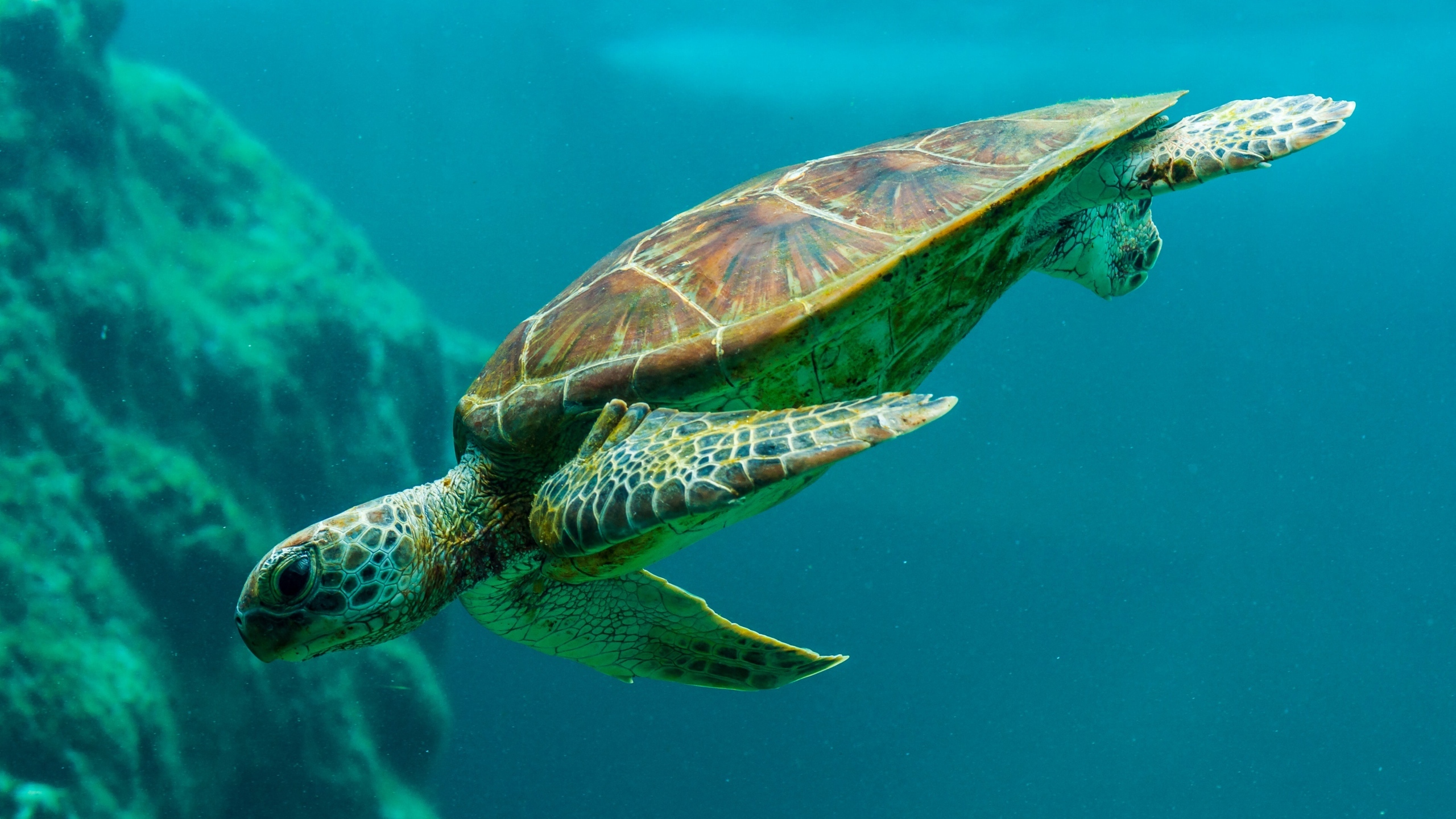 深海海龟图片大全[图1]