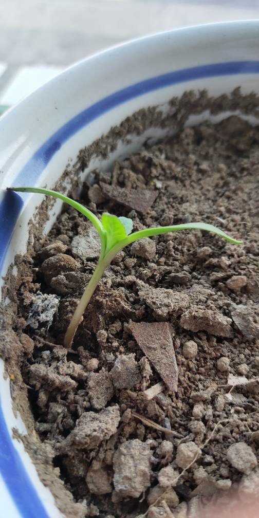 这是不是芒果树的幼苗