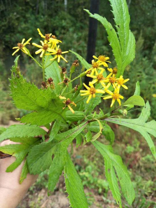 don 別稱 九里明,蔓黃,菀,箭草,青龍梗,木蓮草,野菊花,天青紅 二名法