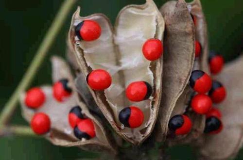 软荚红豆 ,豆科蝶形花亚科红豆属.常绿乔木.
