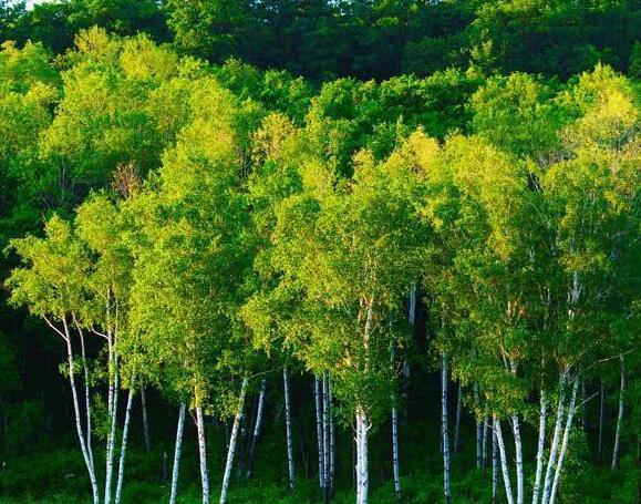 铁桦树: 铁桦树的比重很大,木材下水就沉,而且无论在水里泡多久,内部