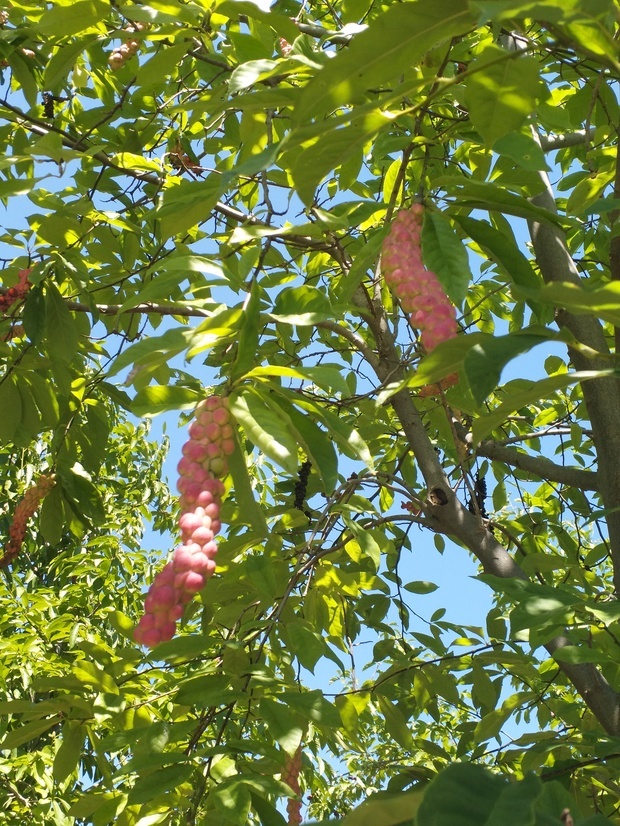 树上长一串一串红果子图片